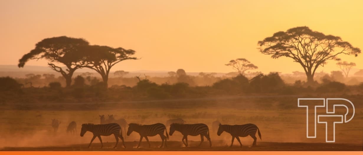Unlocking Africa’s SME trade potential: The FI Trade 3.0 Schema