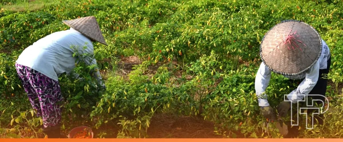 Common Fund for Commodities and ACT Fund receive €500,000 grant from BMUKN to accelerate agroecological transition in developing countries