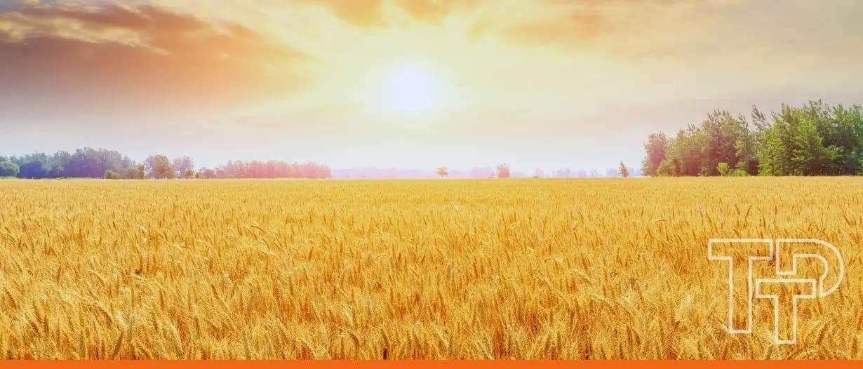 Bunge and Viterra complete landmark merger to form global agribusiness powerhouse