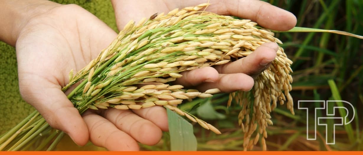 Commonwealth launches guide to improve agricultural data and food security