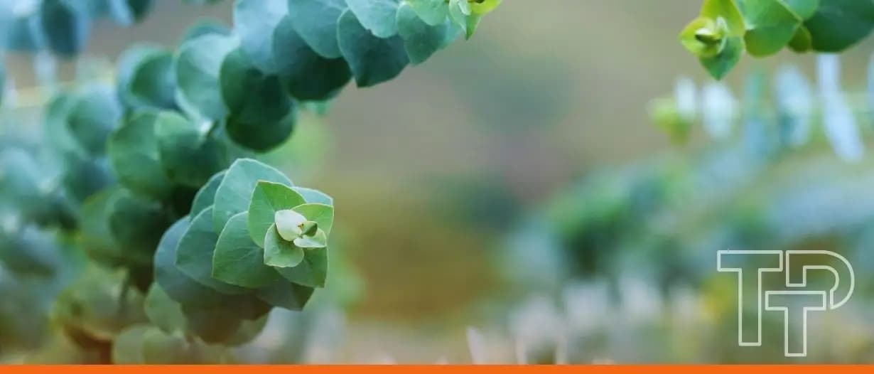 DCSA completes first interoperable electronic Bill of Lading transaction with eucalyptus pulp trader