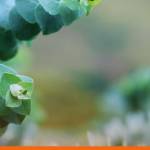 DCSA completes first interoperable electronic Bill of Lading transaction with eucalyptus pulp trader