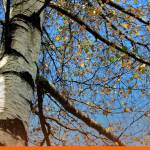 Bankable, investable, increasingly tradable: Spotlight on Silver Birch post Tradeteq acquisition