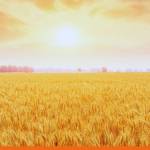 Bunge and Viterra complete landmark merger to form global agribusiness powerhouse